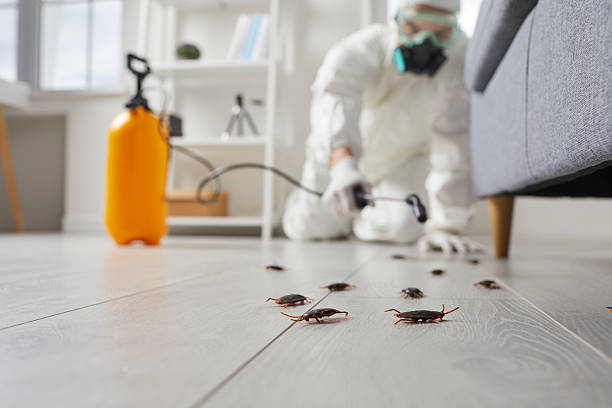 Trusted Cockroach Control service in Beaver Creek, TX - Nex Pest Control